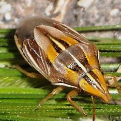 Aelia rostrata